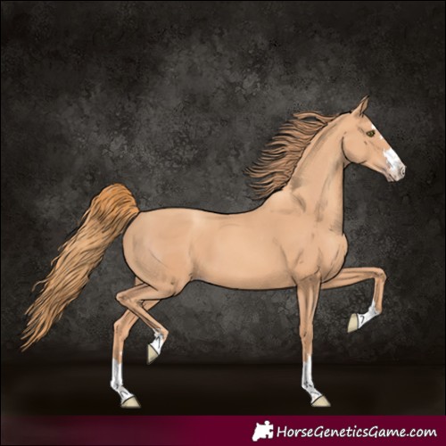 Horse Color:Gold Champagne 