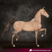Horse Color:Amber Champagne 