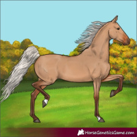 Horse Color:Silver Bay Dun 
