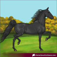 Horse Color:Black Rabicano 