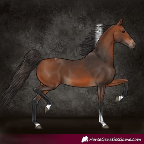 Horse Color:Bay Tobiano 