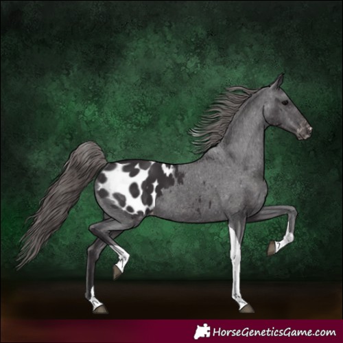 Horse Color:Smoky Black Tobiano Appaloosa 