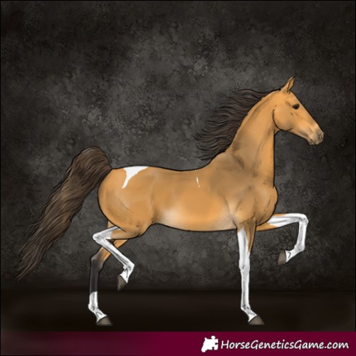 Horse Color:Buckskin Tobiano 