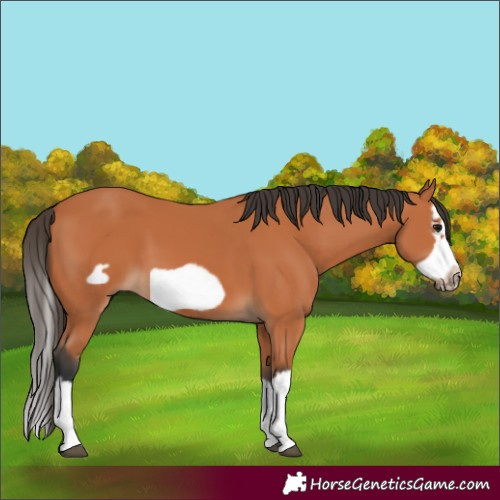 Horse Color:Bay Splash Frame 