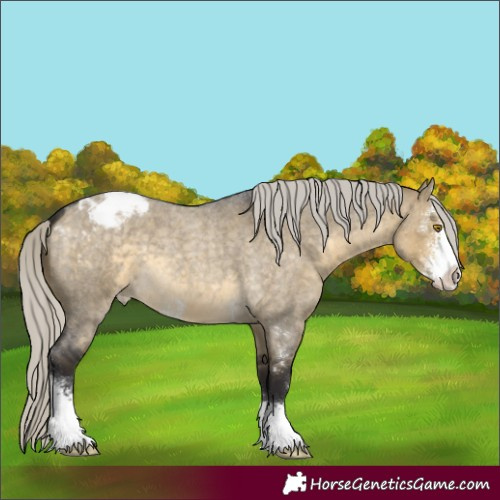 Horse Color:Silver Buckskin Roan Dun Sabino Appaloosa 