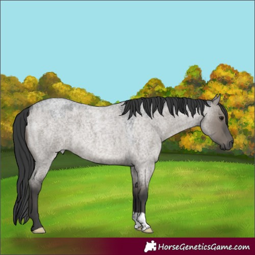 Horse Color:Grullo Roan 