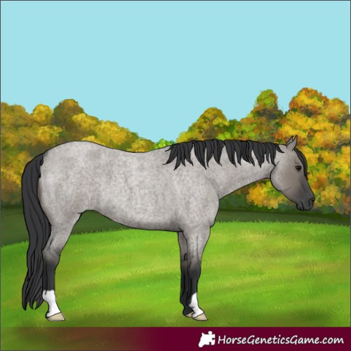 Horse Color:Grullo Roan 