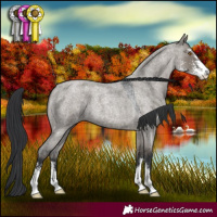 Horse Color:Grullo Roan Sabino 