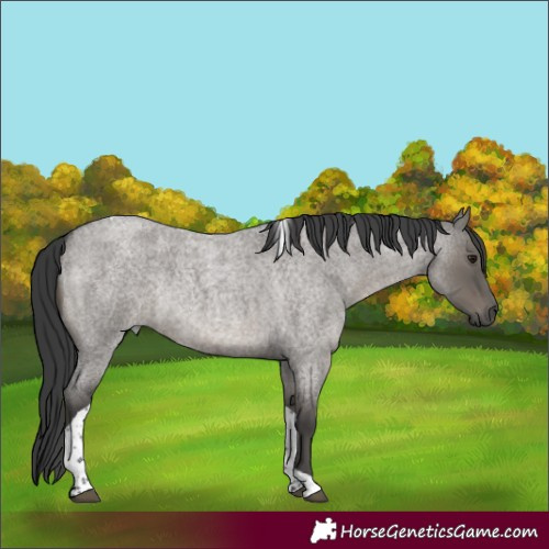 Horse Color:Grullo Roan Tobiano Rabicano 