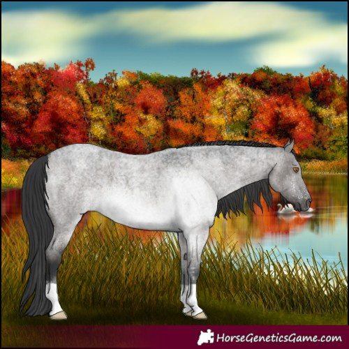 Horse Color:Grullo Roan 