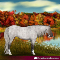 Horse Color:Silver Grullo Roan 
