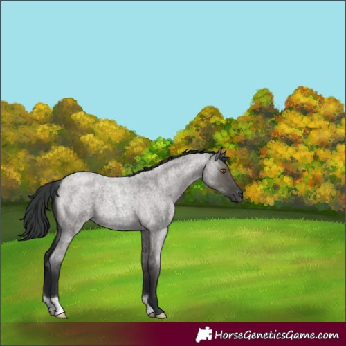 Horse Color:Grullo Roan 
