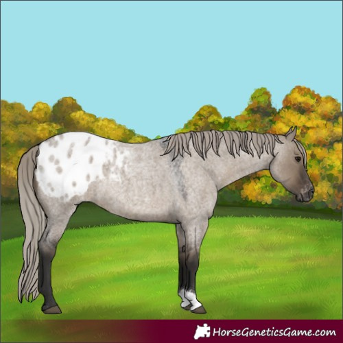 Horse Color:Gray Silver Grullo Roan Appaloosa 
