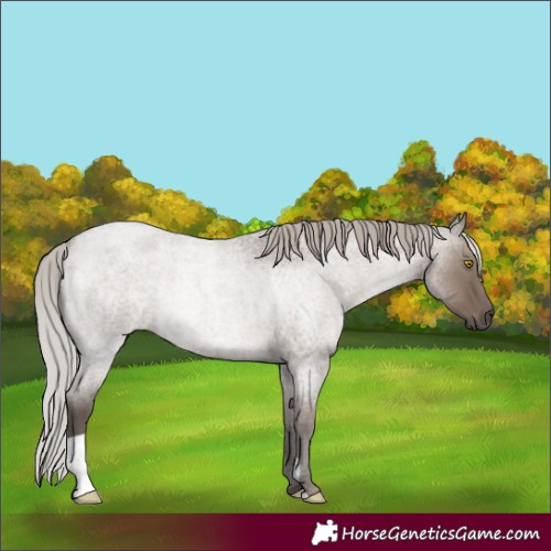 Horse Color:Silver Grullo Roan 