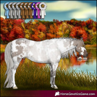 Horse Color:White Spotted Silver Grullo Roan