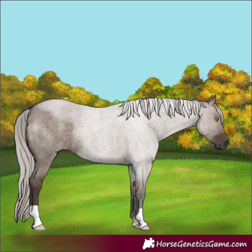 Horse Color:Silver Grullo Roan 