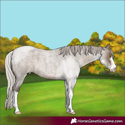 Horse Color:Silver Grullo Roan Sabino 