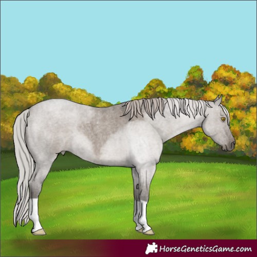 Horse Color:Silver Grullo Roan 