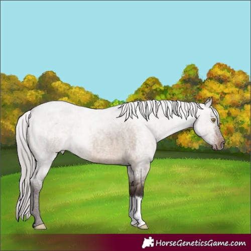 Horse Color:Silver Brown Roan Dun 