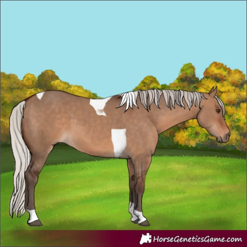 Horse Color:Silver Brown Dun Tobiano 