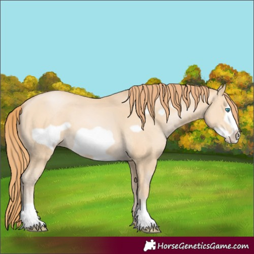 Horse Color:Buckskin Pearl Frame 