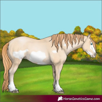 Horse Color:Buckskin Pearl Frame 
