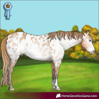 Horse Color:Gray Perlino Frame Appaloosa 