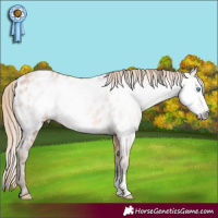 Horse Color:Gray Perlino Frame Appaloosa 