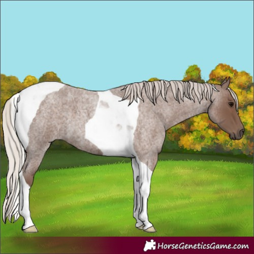 Horse Color:Silver Blue Roan Tobiano 