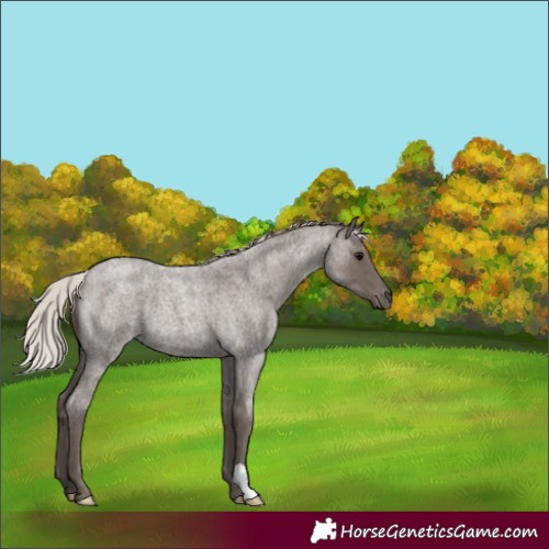 Horse Color:Silver Blue Roan 