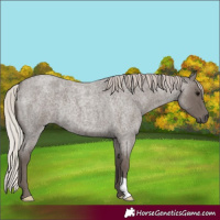 Horse Color:Silver Blue Roan 