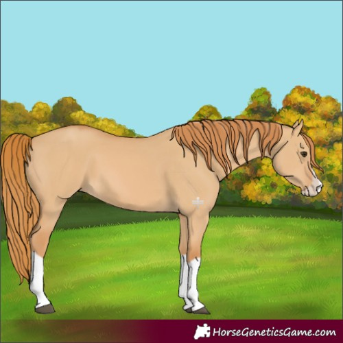 Horse Color:Red Dun Splash 