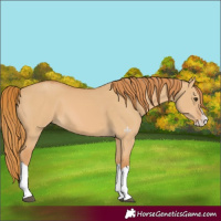 Horse Color:Red Dun Splash