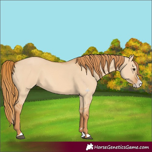 Horse Color:Red Dun Splash 