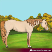 Horse Color:Red Dun Splash 
