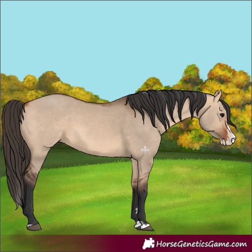 Horse Color:Bay Dun Splash 