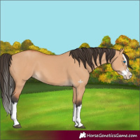 Horse Color:Bay Dun Splash 