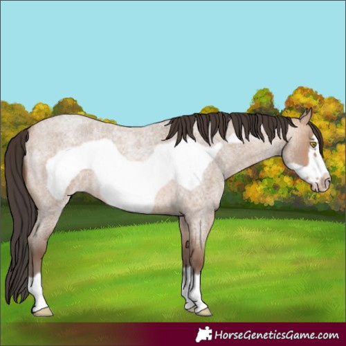 Horse Color:Amber Champagne Roan Frame 