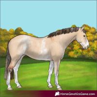 Horse Color:White Spotted Gold Champagne Dun Rabicano  and White Spotted Bay Dun Rabicano 