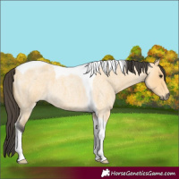 Horse Color:Buckskin Roan Tobiano 