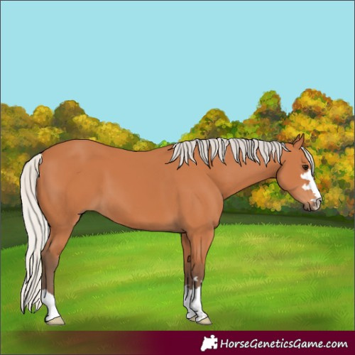 Horse Color:Silver Bay