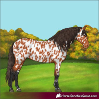 Horse Color:Bay Appaloosa 