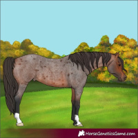 Horse Color:Bay Roan 
