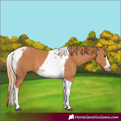 Horse Color:Chestnut Tobiano Frame
