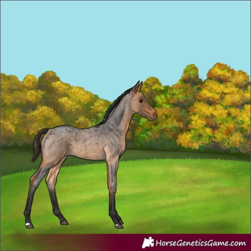 Horse Color:Buckskin Roan 