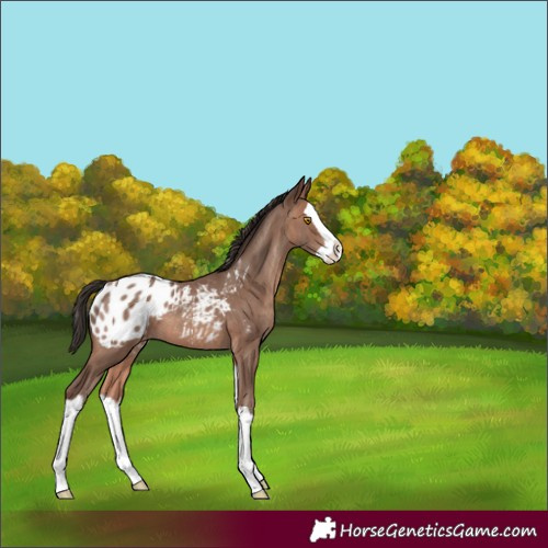 Horse Color:Sable Champagne Splash Appaloosa 