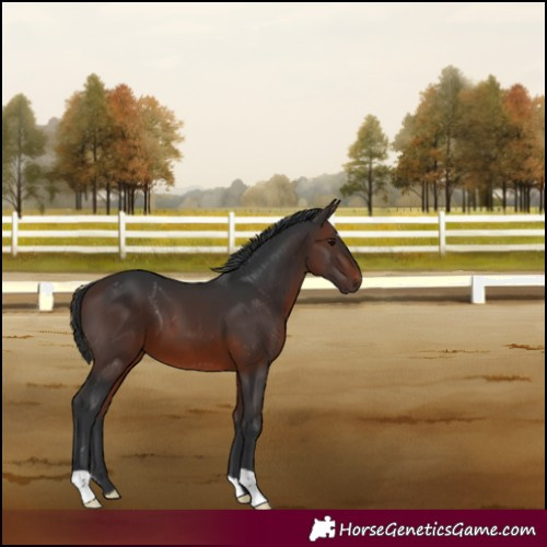 Horse Color:Brown 