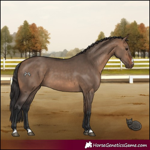Horse Color:Bay Dun 