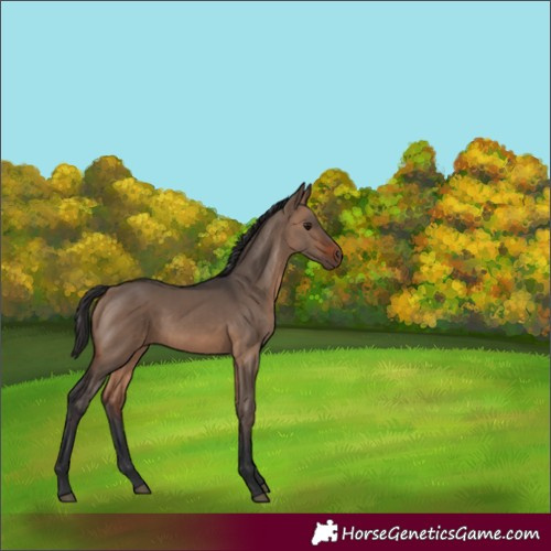Horse Color:Brown Dun 