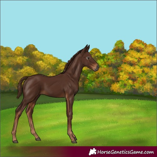 Horse Color:Gray Chestnut 